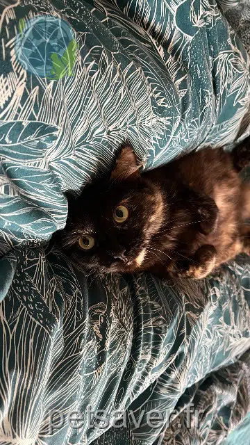 chatte lost   40990 Saint-Paul-lès-Dax Zara