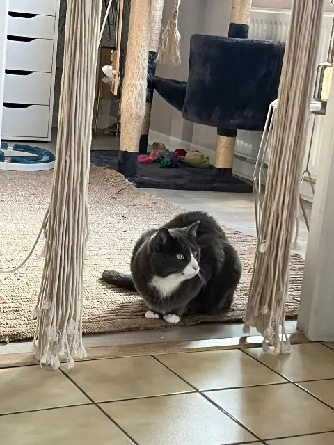 chatte lost   40000 Mont-de-Marsan Zoé