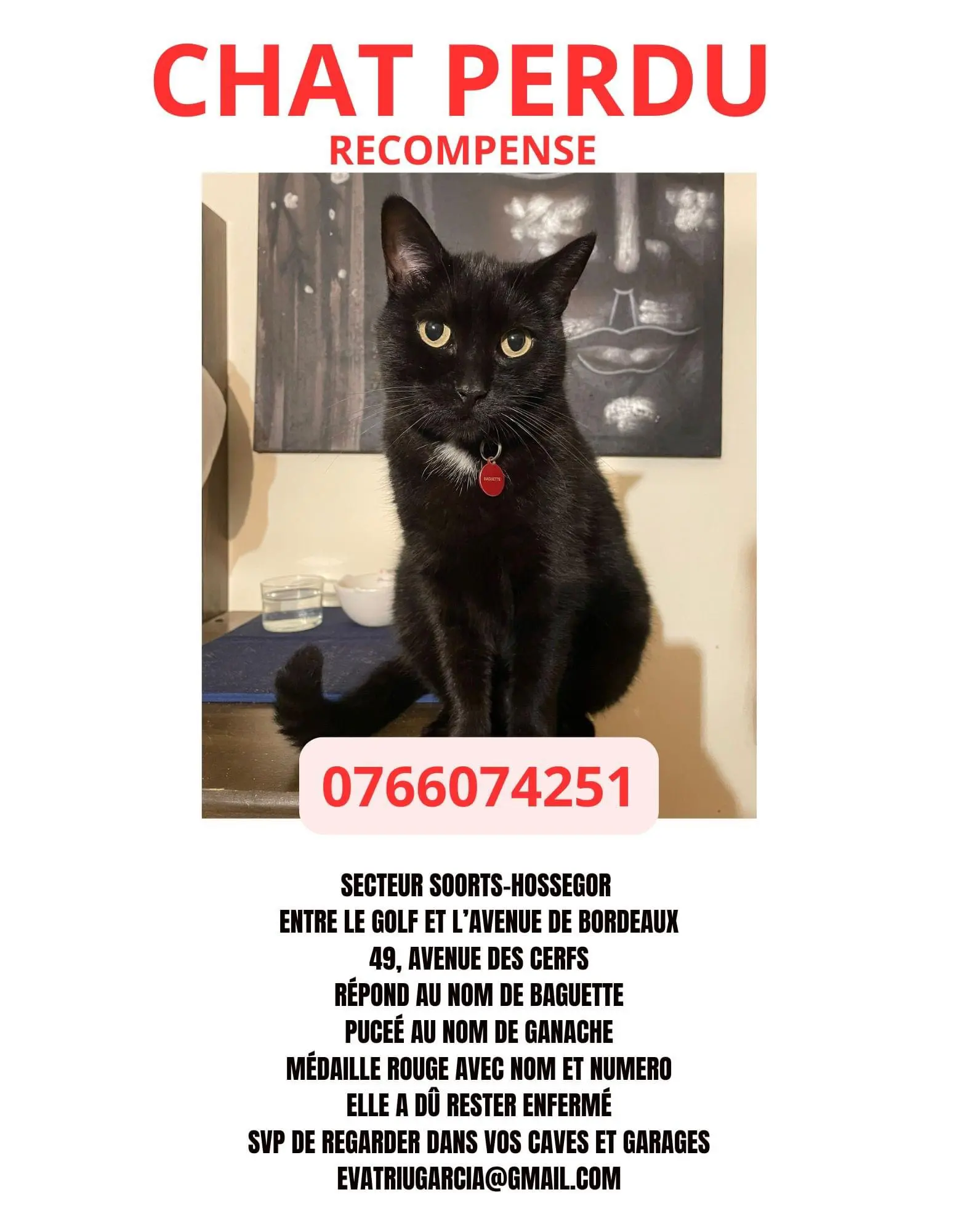 Chatte Perdue 40 Landes Chatte Perdue 40 Landes