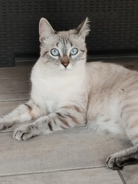 chatte lost   40200 Mimizan Éden