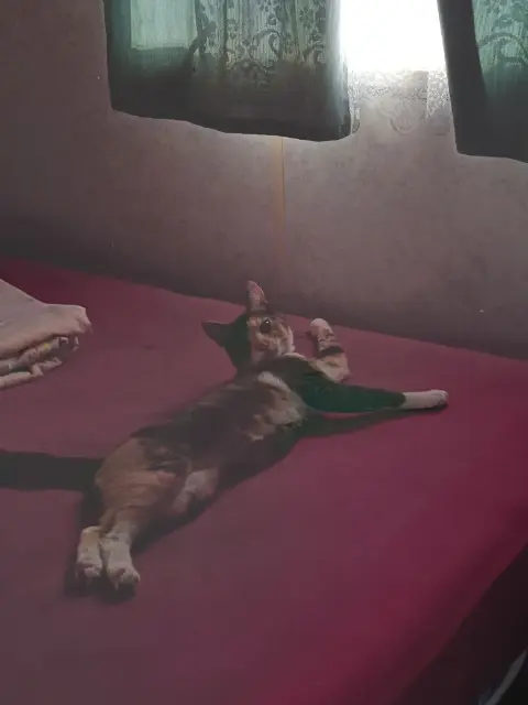 chatte lost   40260 Lesperon ÉZÉKIEL