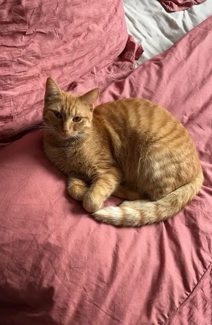 chatte lost   41240 Beauce la Romaine Chanel