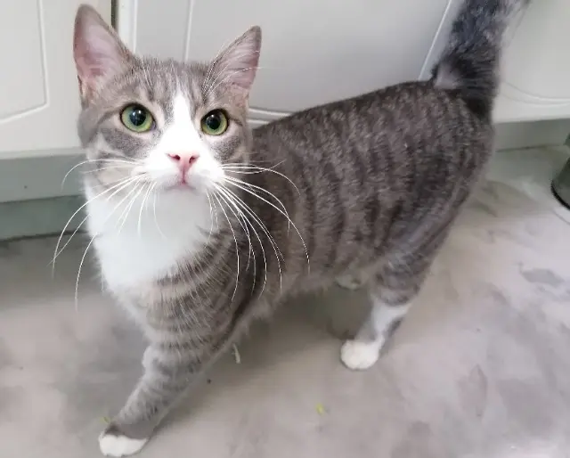 chatte lost   41240 Beauce la Romaine Ulma