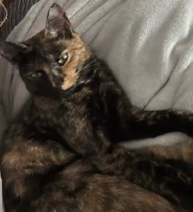 Chatte Perdue 41 Loir-et-Cher Beauce la Romaine - Una Chatte Perdue 41 Loir-et-Cher Beauce la Romaine - Una