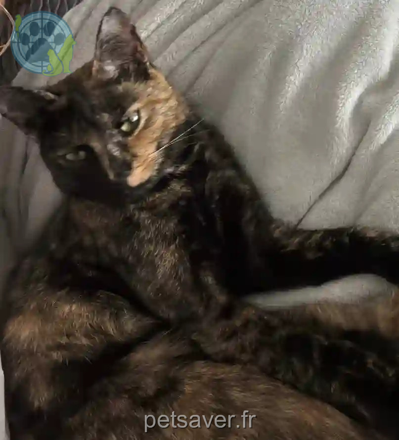 Chatte Perdue 41 Loir-et-Cher Beauce la Romaine - Una Chatte Perdue 41 Loir-et-Cher Beauce la Romaine - Una