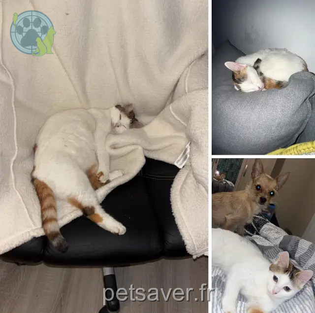 cat lost 41250 Mont-près-Chambord Blancka cat lost 41250 Mont-près-Chambord Blancka