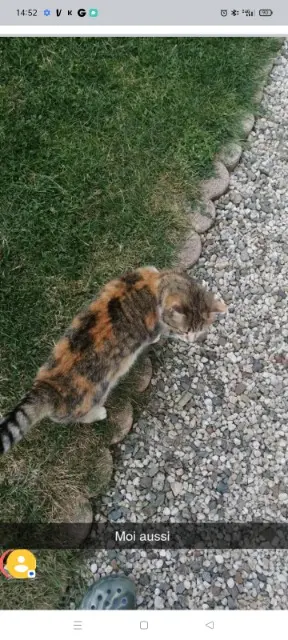 chatte lost   41150 Veuzain-sur-Loire Caline