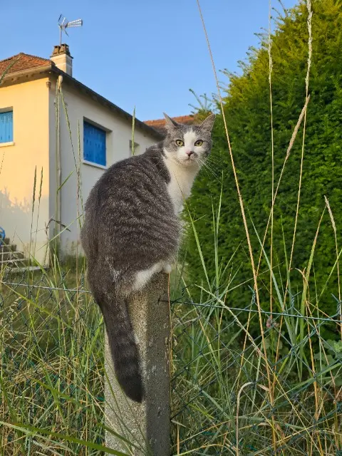 chatte lost   41140 Noyers-sur-Cher Calinette