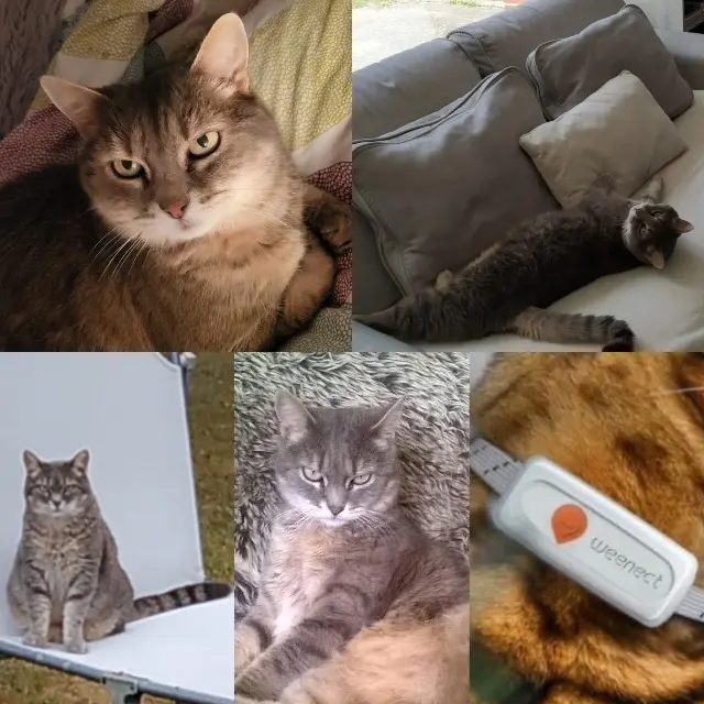 chatte lost   41100 Vendôme Camille