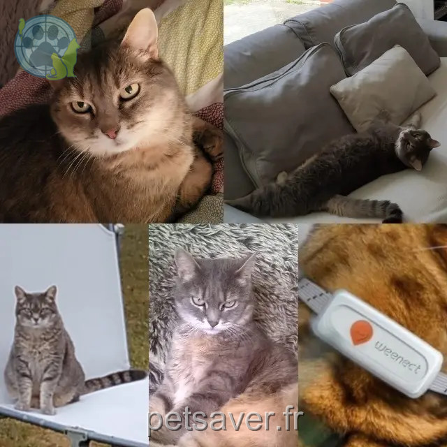 Katze vermisst 41100 Vendôme Camille Katze lost 41100 Vendôme Camille