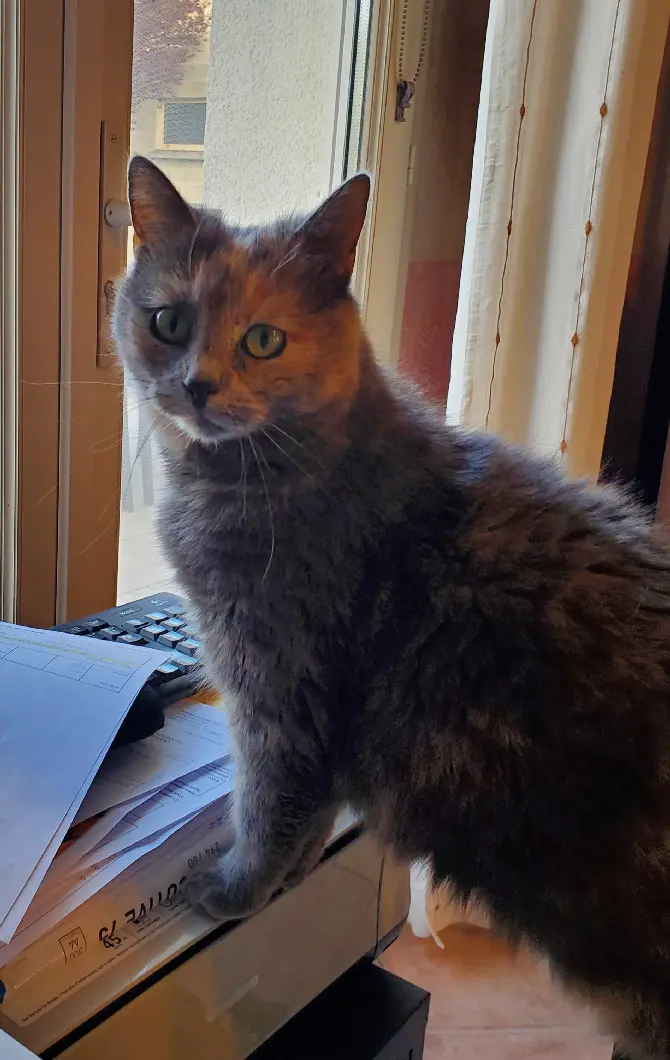 Chatte Perdue 41 Loir-et-Cher - Cannelle Chatte Perdue 41 Loir-et-Cher - Cannelle