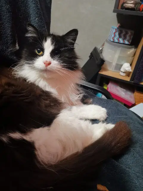 chatte lost   41200 Romorantin-Lanthenay Catta