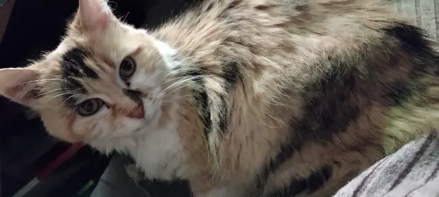 chatte lost   41000 Blois Chouquette