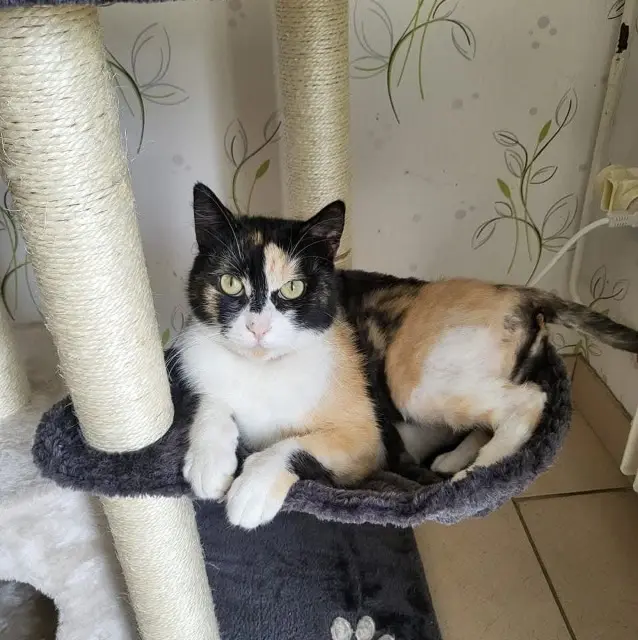 chatte lost   41200 Romorantin-Lanthenay Câline