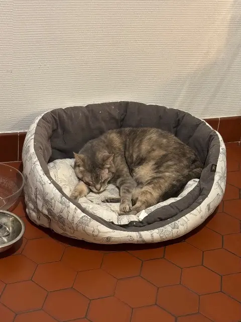 chatte perdue 41200 Romorantin-Lanthenay Daisy chatte lost 41200 Romorantin-Lanthenay Daisy