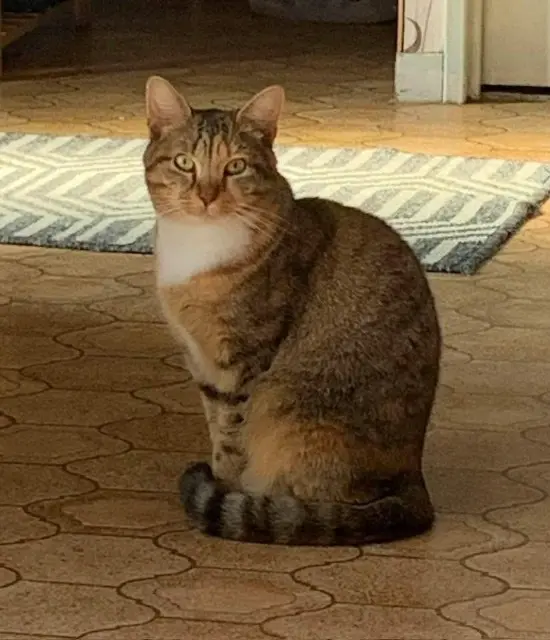 chatte lost   41260 La Chaussée-Saint-Victor Hestia