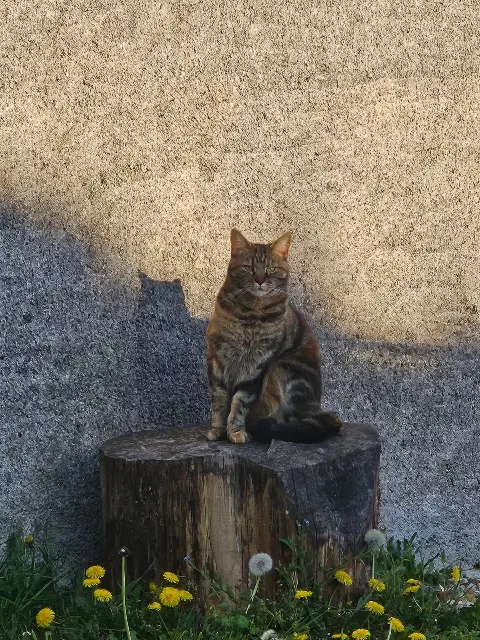 chatte lost   41400 Monthou-sur-Cher Iris