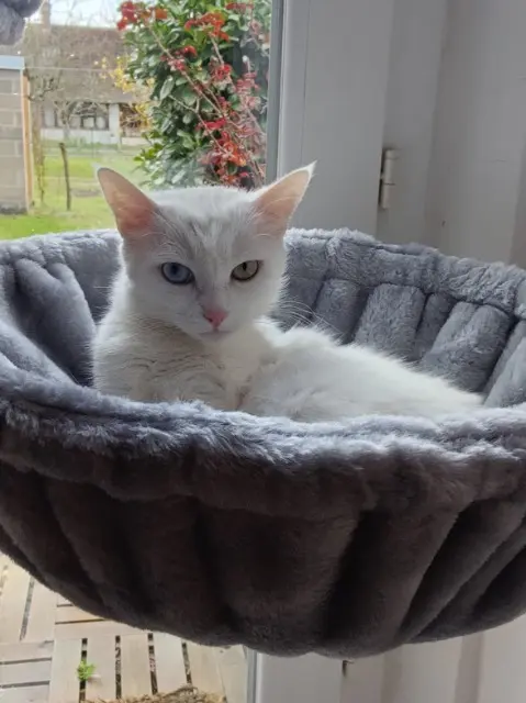chatte lost   41300 Salbris Isis