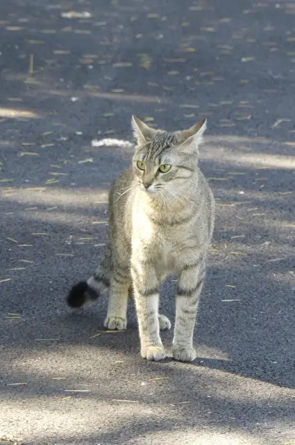 chatte lost   41350 Vineuil Java