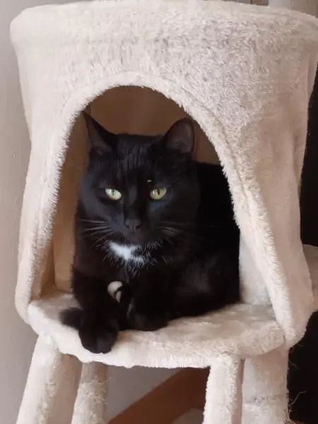 Chatte Perdue 41 Loir-et-Cher Chatte Perdue 41 Loir-et-Cher