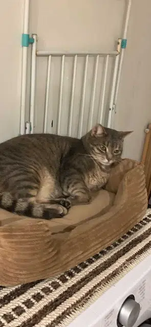 chatte lost   41150 Mesland Lagherta