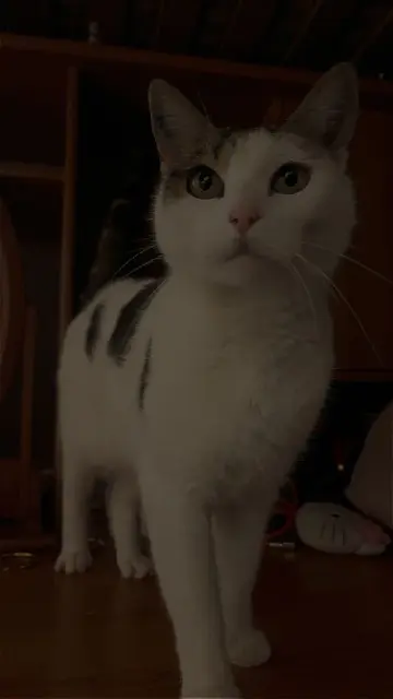 chatte lost   41140 Noyers-sur-Cher Laura