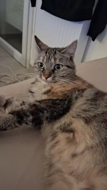 chatte lost    Le Controis-en-Sologne Aria