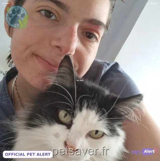 cat lost    Le Controis-en-Sologne Poupette