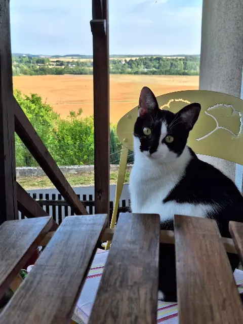 chatte lost   41800 Villavard Lilith