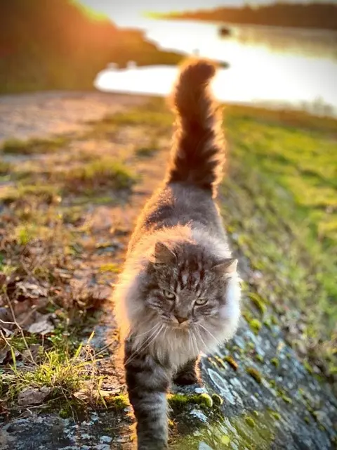 chatte lost   41230 Soings-en-Sologne Maya