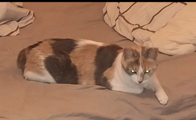 chatte lost   41100 Saint-Ouen Milkha