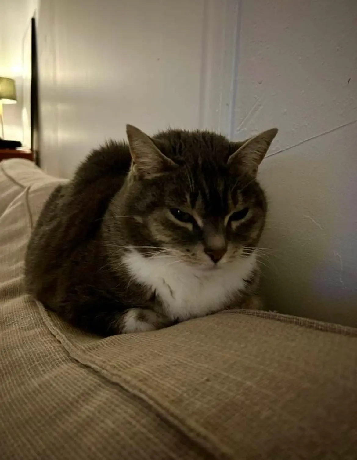 Chatte Perdue 41 Loir-et-Cher - Minou Chatte Perdue 41 Loir-et-Cher - Minou