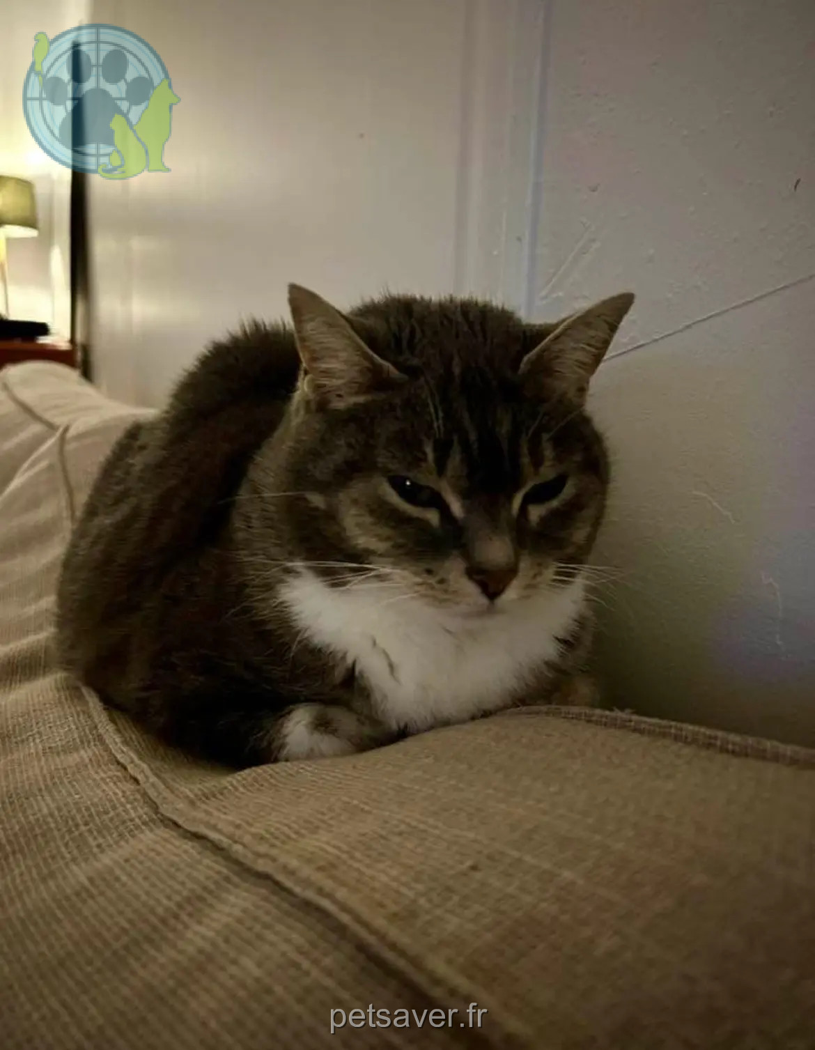 Chatte Perdue 41 Loir-et-Cher - Minou Chatte Perdue 41 Loir-et-Cher - Minou