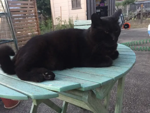 chatte lost   41130 Selles-sur-Cher Mystere