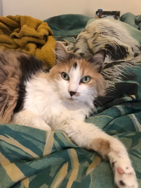 chatte lost   41350 Vineuil Onyx