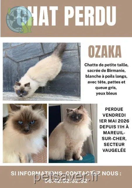 Katze lost   41110 Mareuil-sur-Cher Ozaka