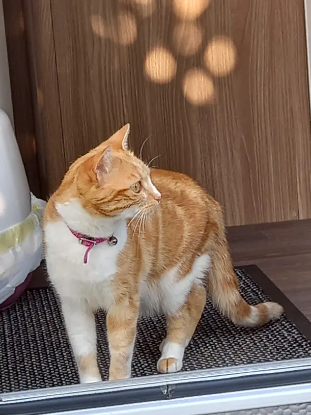 Chatte Perdue 41 Loir-et-Cher Chatte Perdue 41 Loir-et-Cher
