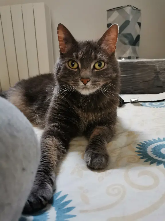 Chatte Perdue 41 Loir-et-Cher - Perla Chatte Perdue 41 Loir-et-Cher - Perla