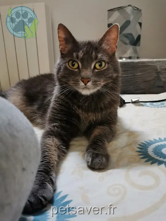 Chatte Perdue 41 Loir-et-Cher - Perla Chatte Perdue 41 Loir-et-Cher - Perla