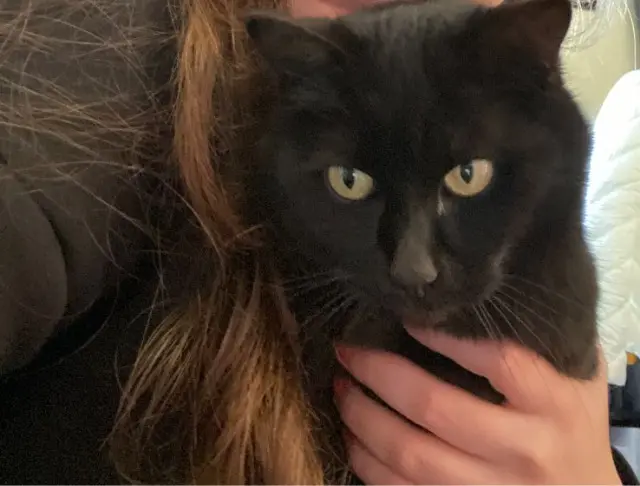 chatte lost   41200 Villefranche-sur-Cher Raven