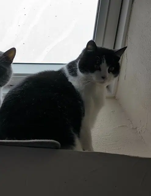 chatte lost   41330 Champigny-en-Beauce Rêve