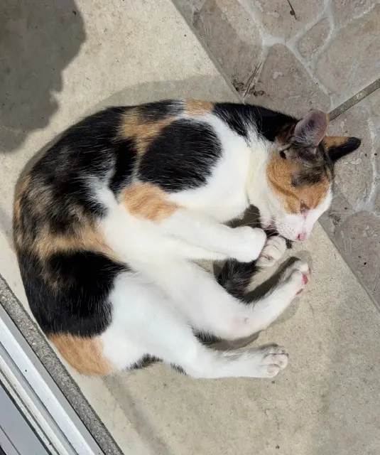 chatte lost   41130 Selles-sur-Cher Saphira