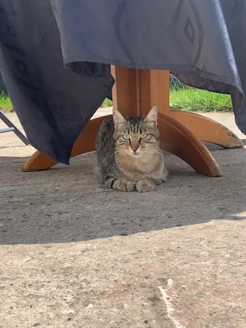 chatte lost   41350 Vineuil Stormy