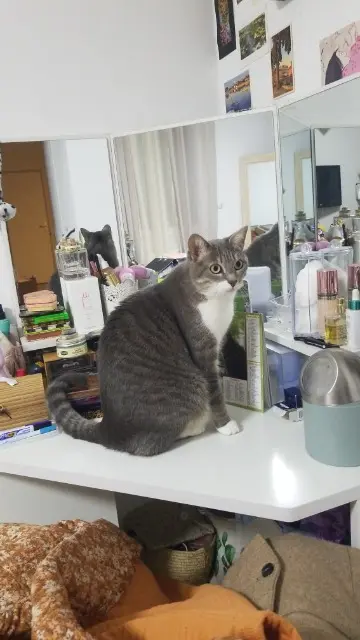 chatte perdue 41220 Saint-Laurent-Nouan Suki chatte lost 41220 Saint-Laurent-Nouan Suki