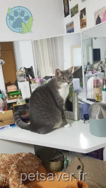cat lost 41220 Saint-Laurent-Nouan Suki cat lost 41220 Saint-Laurent-Nouan Suki