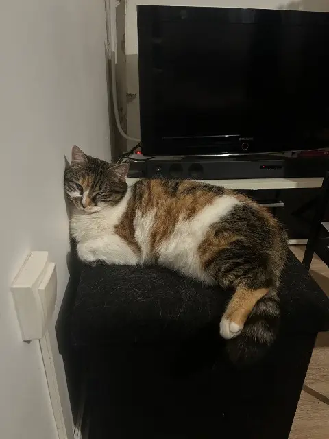 chatte lost   41270 La Fontenelle Uriah