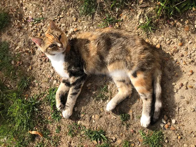 chatte lost   41800 Vallée-de-Ronsard Missteigne
