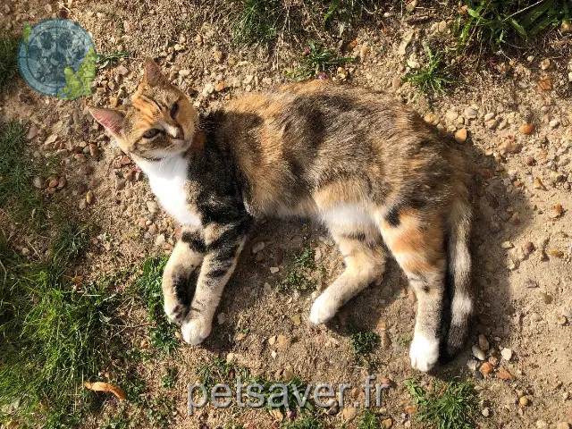 gata perdida 41800 Vallée-de-Ronsard Missteigne gata lost 41800 Vallée-de-Ronsard Missteigne