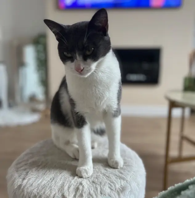 chatte lost   41250 Mont-près-Chambord Volte