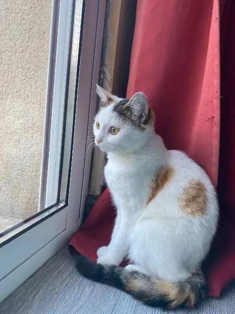 chatte lost   41500 Muides-sur-Loire Vénus